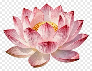 A pink lotus flower with velvet texture.