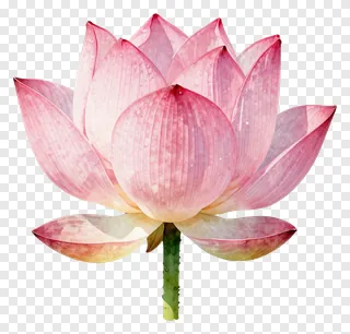 A pink lotus flower in full bloom.