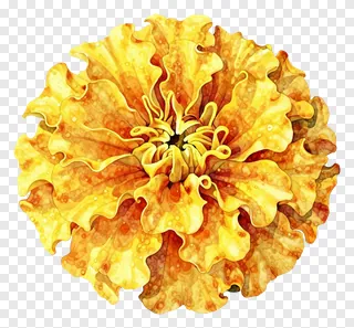 A marigold flower with curled petals.