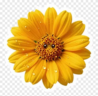 Yellow marigold flower with dew drops and a smiling face.