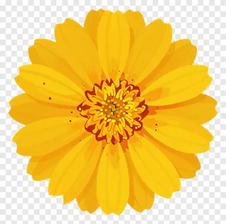 A bright yellow marigold flower in full bloom.