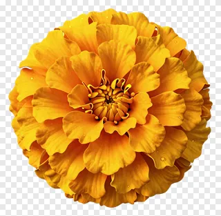 A golden marigold flower with floating petals.