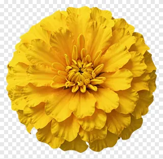 Close-up of a golden marigold flower with layered petals.