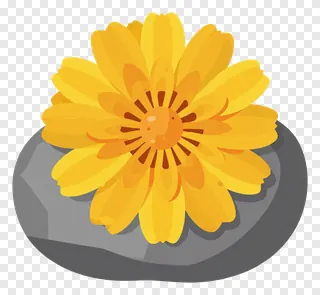 A yellow marigold flower resting on a gray stone.