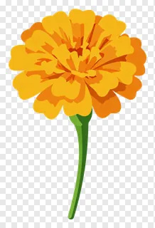 A marigold flower with a green stem.