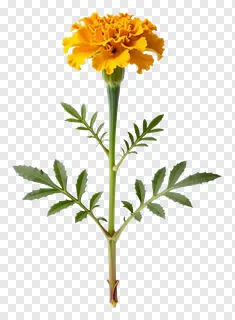 A marigold flower with stem and leaves.