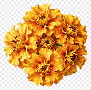 A dense cluster of golden-orange marigold flowers.
