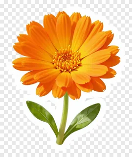 An orange calendula flower with green stem and leaves.