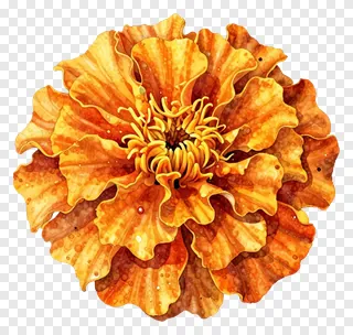 An orange marigold flower with ruffled petals.