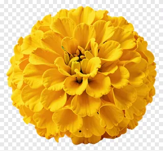 A top-down view of a spherical yellow marigold flower.