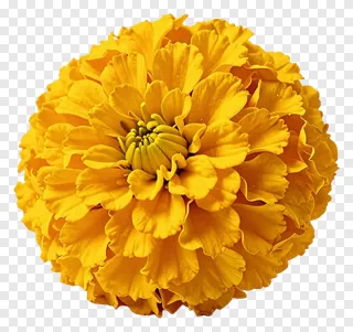 A top-down view of a spherical yellow marigold flower.