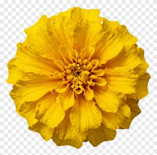 A yellow marigold flower with dew drops.