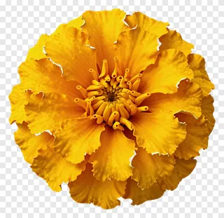 A yellow marigold with torn petal edges.