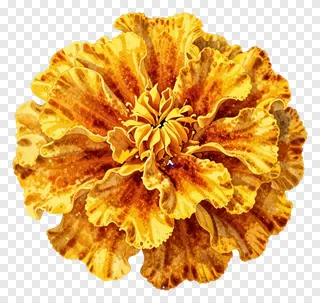 A close-up of a marigold flower with textured, ruffled petals.