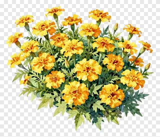 A watercolor painting of marigold flowers and leaves.