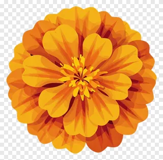 A colorful marigold flower with orange and yellow petals.