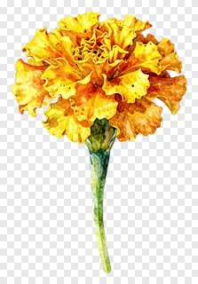A watercolor marigold flower with a green stem.