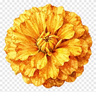 A watercolor painting of a marigold flower with dew drops.