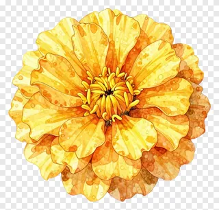 A watercolor painting of a marigold flower with layered petals.