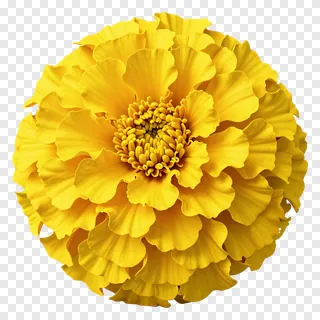 A bright yellow marigold flower in bloom.