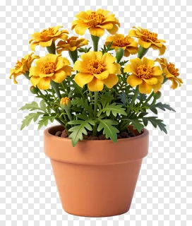 A potted marigold plant with yellow flowers and green leaves.