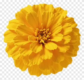 A bright yellow marigold flower with a subtle shadow.