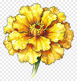 Yellow marigold flower with ink brushstroke outline.