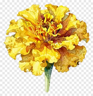 A yellow marigold flower with ink wash shadow effect.