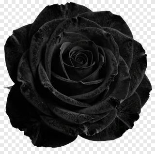 A black rose with dew drops on its petals.