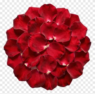 A cluster of deep red rose petals curling outward.