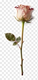 A dried rose stem with thorns and faded petals.