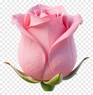 A pink rose bud with dewdrops.