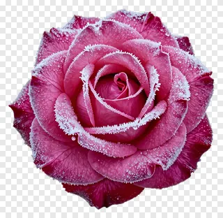 A pink rose with frost crystals on its petals.