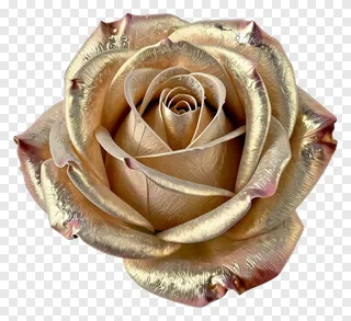 A rose with a metallic sheen.