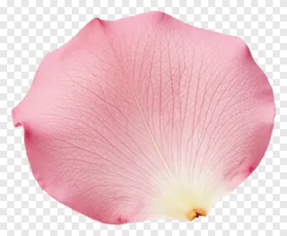 A pink rose petal with detailed veins.