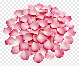 A pile of pink rose petals.