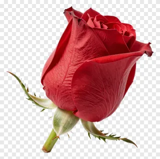 A red rose bud with dew drops on its petals.