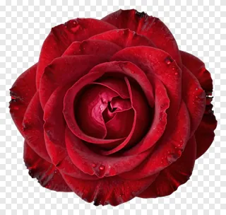 A red rose with dew drops on its petals.