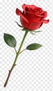 A single red rose with a green stem and leaves.