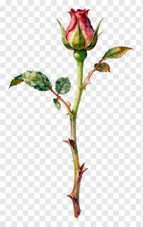 A rose bud on a thorny stem with green leaves.