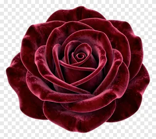 A deep red rose with a velvet texture.