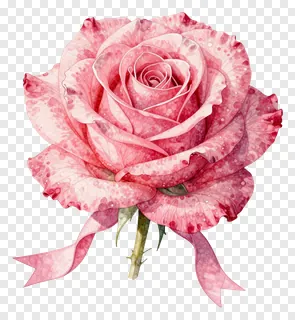 A pink rose with a ribbon, painted in watercolor.