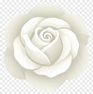 A minimalist white rose flower illustration.