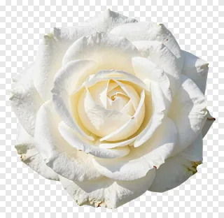 A white rose flower in full bloom.