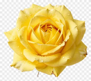 A yellow rose with dew drops on its petals.