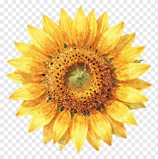 A sunflower with a glittery surface.