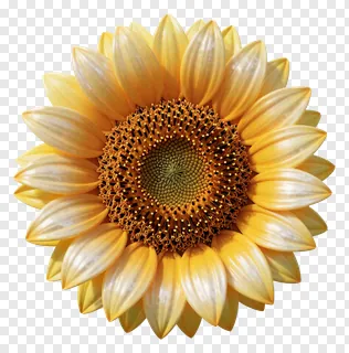 A sunflower with shiny, pearlized petals.