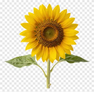 A single sunflower bloom with green leaves.