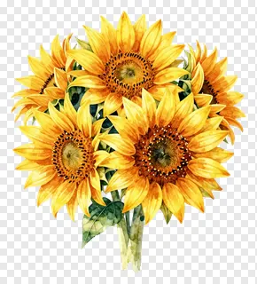 A watercolor painting of a sunflower bouquet.