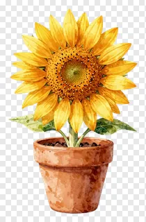 A sunflower in a terracotta pot with green leaves.